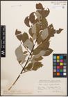 Foto von Salix caprea L. x Salix grandifolia Ser.
